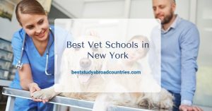 Best Vet Schools in New York