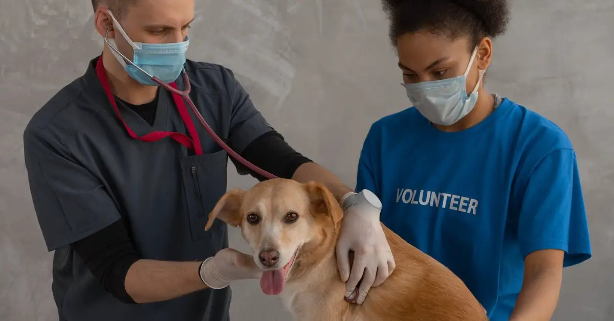 Become a Veterinarian