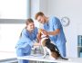 8 Best Veterinary Schools In Michigan | Detailed Guide